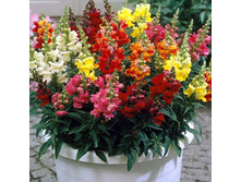 ������� ��� ��� ���� 9,40 ���. (0,2 ��.).jpg