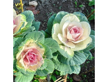 ������� ������������ F1 �������2.jpg