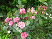 ����� �����1.JPG