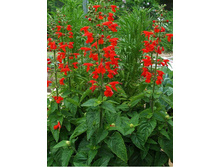 ������� ������ ���.jpg