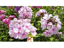 ����� ����� ��� ������