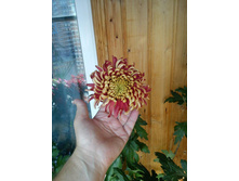 ���������� ��������,.jpg