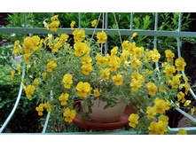 ����� ��������� �������� �������4.jpg