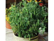 ����� ����� 17,1 ���. (5 ��.).jpg