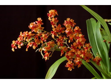 �������� ������ ( Oncidium Twinkle)  ����