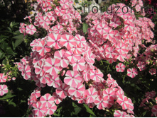 ���������� ����� (Peppermint Twist)