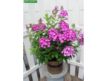 ����� �������� ��������.jpg