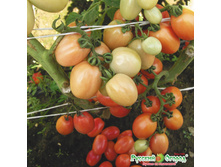 ����� F1 ����� ������� 19,90 ���. (10 ��.).����� �� ������ �������