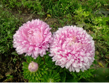 ����� ���� ���� 2.jpg