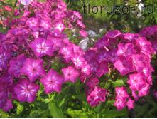 ������� (�������. ��������)