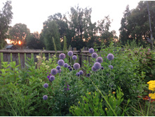 ��������� ������ ���  (Echinops ritro Taplow Blue)