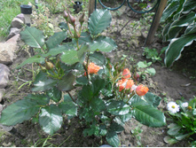 ��������� ����� 1.JPG