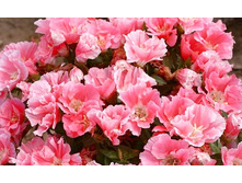 ������� F1 ������� ������2.jpg