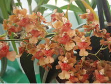 �������� ������ ( Oncidium Twinkle)  ����