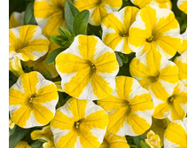 ���������� Superbells Lemon Slice