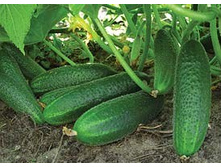 ������ ������ F1 - 9,10 ���. (10 ��.).jpg