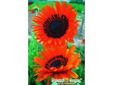 �������� ��������� �����.jpeg