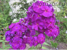 ��������� �����