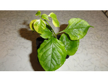 ����������� Dauphine- 250 -  300 ���.