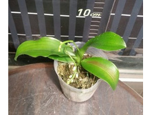 P.deliciosa 2.jpg