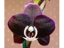 P.Kaoda Twinkle.jpg