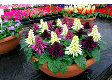 ������� ���������� F1 �����3.jpg