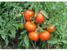 ����� ������� ������ ��������� ����������� ���. ����.jpg