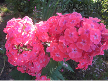 ���������� ���� (Watermelon Punch)