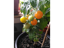 ����� ������ �� ���. ����.jpeg