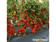 ����� F1 ����� ��������� 70 ���. (5 ��.) �� ���������� �����. ��� �� ����� - ��� ������..jpeg