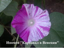 ������ �������� �������, ���� �� ��������� � �����.jpg