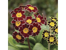 ������� ���������� �������.2jpg.jpg