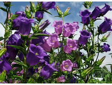 ����������� ��������, �����.jpg