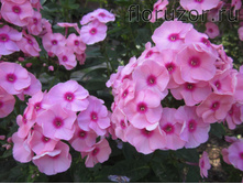 ����� ������ (Mies Copijn)