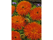 ��������� �����.jpg