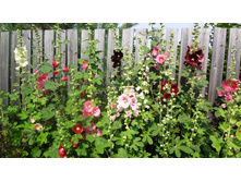 ������ ����������� ����� �����2.jpg