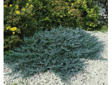 ����. Juniperus horizontalis Wiltonii