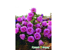 ����������� ��������� ����, ����� 9,10 ���. (0,2 ��.).jpeg