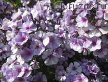 ���� ���� ���