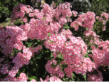 ���������� ����� (Peppermint Twist)