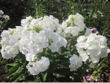 ��� ������