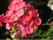 ����-����