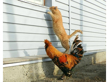 �� ��� ��� ���?