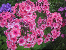 ����� ��� �������