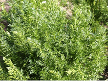 ���� ������� ����������. ���ԣ� ���.jpg