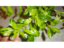 ������� Duranta erecta 'Green and Gold'- ���� ....
