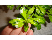 ������� Duranta erecta 'Green and Gold'- ���� ...