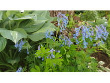 �������� �������