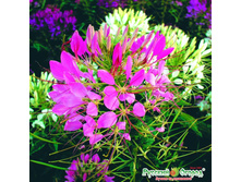 ������ ������� ������, ����� 9,10 ���. (0,15 ��.).jpeg