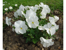 ����� ����������4.jpg